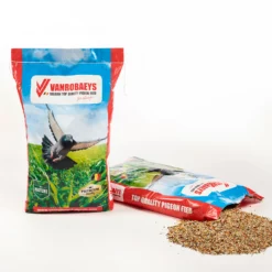 Tauben Geschäft -Tauben Geschäft 15541 lowres2