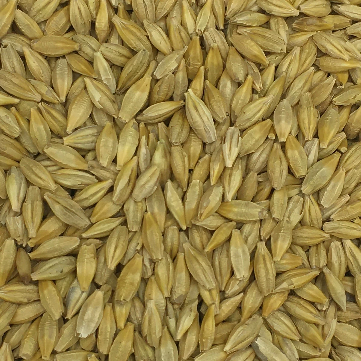 Gerste Gestutzt - Vanrobaeys 25kg 1 Gerste Gestutzt - Vanrobaeys 25kg