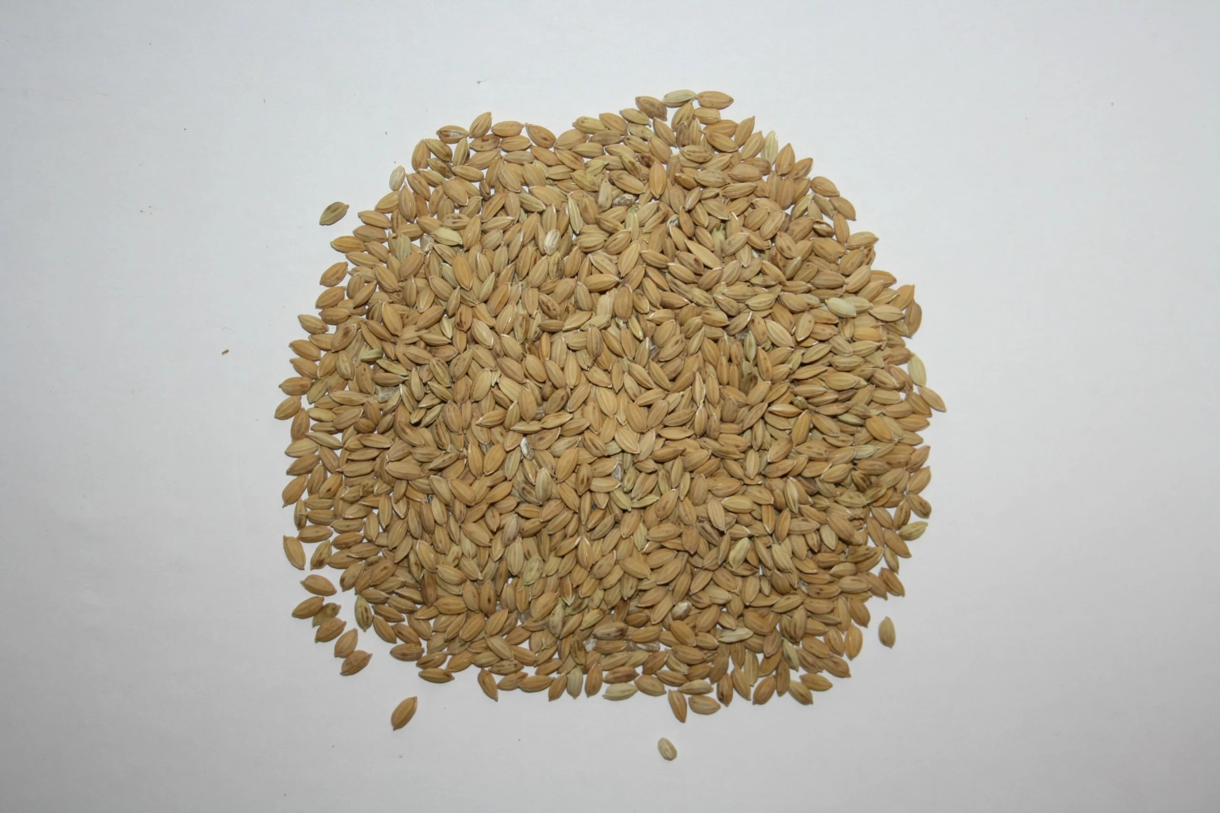 Paddyreis - Vanrobaeys 20kg 1 Paddyreis - Vanrobaeys 20kg