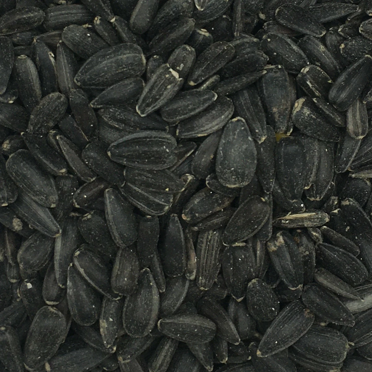 VERSELE-LAGA Sonnenblumenkerne Schwarz - Versele 15kg 1 VERSELE-LAGA Sonnenblumenkerne Schwarz - Versele 15kg