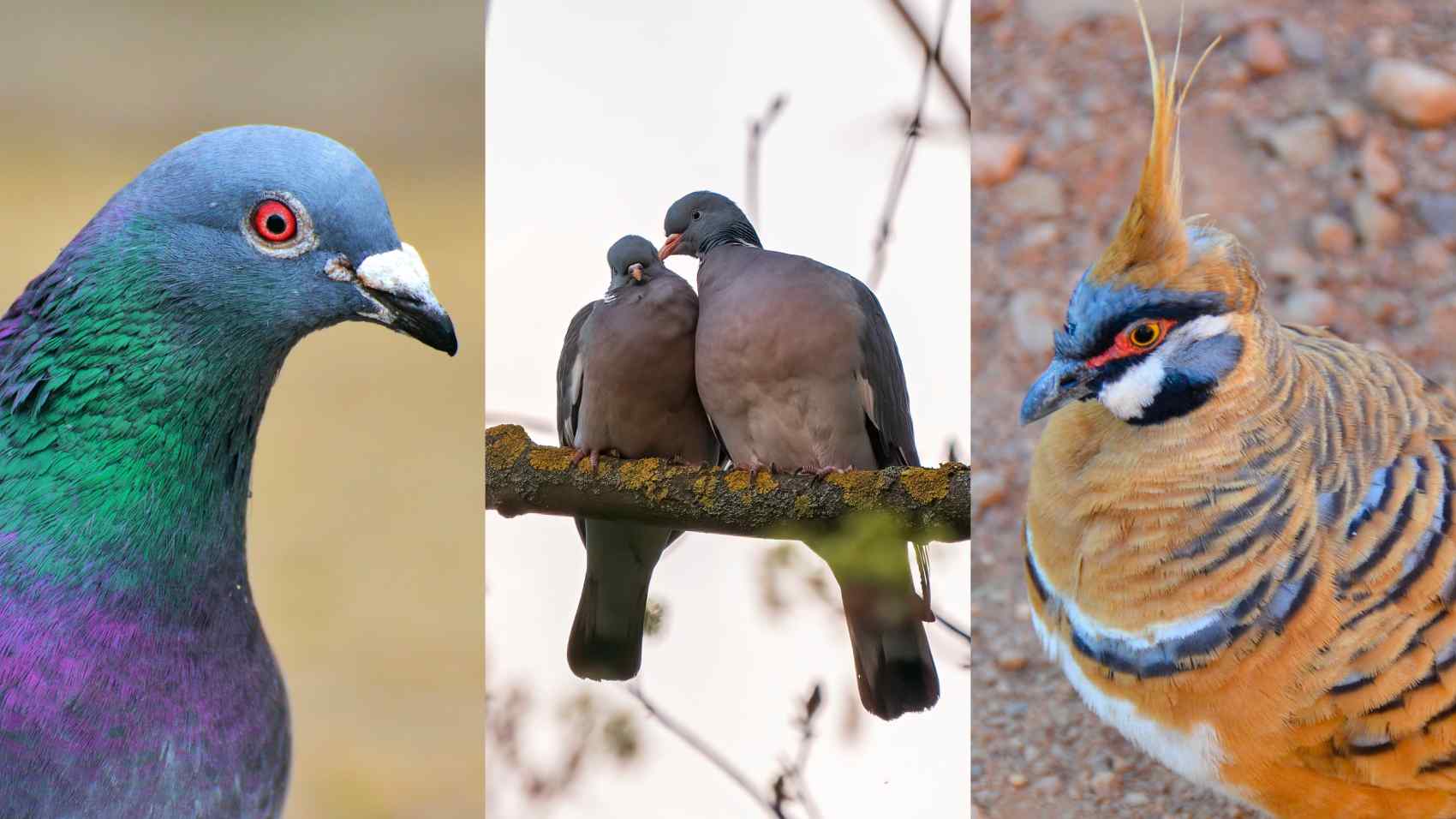 Tauben Geschäft -Tauben Geschäft tauben